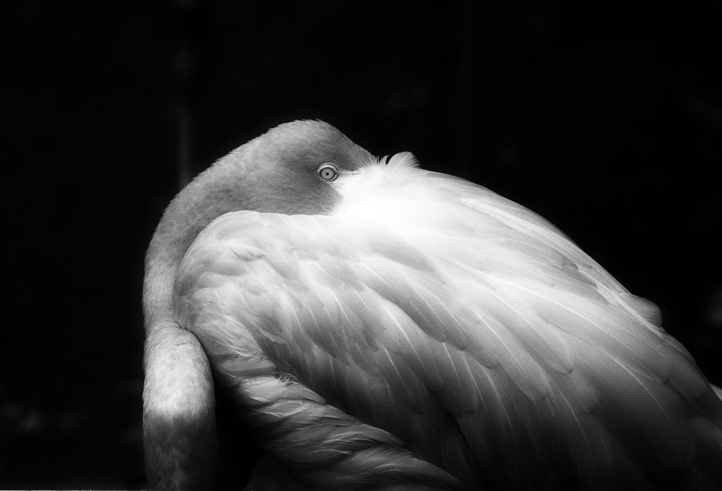 Flamingo in Black and White