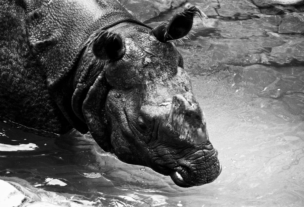 Rhino Bath