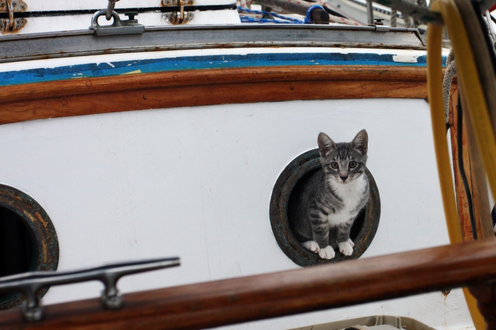sailboat kitty 2